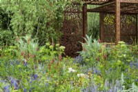 Pavilion of metal screens with  Morris' Willow Boughs pattern, surrounded by herbaceous beds with  planting of 
 Verbascum 'Petra',  Anchusa azurea 'Loddon Royalist', Salvia nemorosa 'Crystal Blue' and Salix matsudana tortuosa tree, dragon's claw willow in  Morris and Co. garden