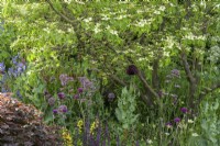 The Place2Be Securing Tomorrow Garden, with  planting around flowering  Cornus kousa tree with Baptisia x variicolor 'Twilite', Cirsium rivulare 'Atropurpureum', opium poppy and Salvia 