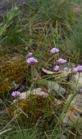Armeria canescens subs. Nebrodensis