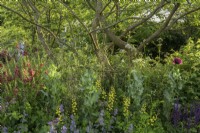 The Place2Be Securing Tomorrow Garden, with red, blue and yellow planting of Baptisia x variicolor 'Twilite', Cirsium rivulare 'Atropurpureum', Verbascum 'Clementine', opium poppies and Salvia  under well-branched tree