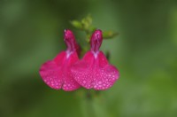 Salvia microphylla 'Grahamii' 