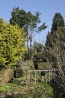 Man with chainsaw cutting a large branch off a mature conifer after storm damage