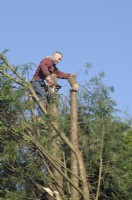 Man holding a segment of conifer tree after chainsaw work  
