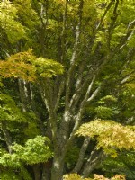 Acer palmatum 'Sango kaku' Coral bark maple at Batsford Arboretum