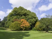 Acer palmatum 'Sango kaku' Coral bark maple in parkland at Batsford Arboretum