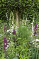 Green and white herbaceous planting with violet Lupin 'Masterpiece' , Fennel and Foxgloves - The Perennial Garden With Love