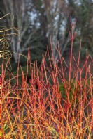 Cornus sanguinea 'Midwinter Fire' - December