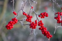 Ilex verticillata - winterberry - December