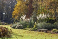 Autumn border with deciduous trees and pampas grass Cortaderia selloana 'Pumila' and 'Sunningdale Silver' - November

Foggy Bottom Garden designed by Adrian Bloom, The Bressingham Gardens, Norfolk