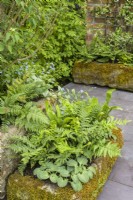 Old stone troughs covered by moss filled with damp-loving hostas, ferns and brunneras - The Enchanted Rain Garden