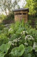 Natural wetland meadow with native plants and wooden hide with Filipendula ulmaria in  A Rewilding Britain Landscape Garden
