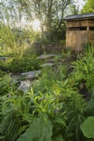 Natural wetland meadow with native plants such as Symphytum officinale  comfrey and a wooden hide shed- A Rewilding Britain Landscape Garden