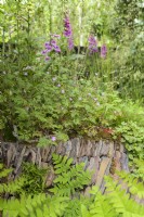 Digitalis and Geranium and fern on  overgrown dry stonewall
- A Rewilding Britain Landscape Garden