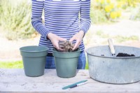 Woman planting Dahlia tubers in pots