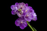 HM The Queen Queen's Platinum Jubilee Orchid V. Janet McDonald X 'Vanda' coerulae new hybrid cross against black background RHS Chelsea Flower Show 2022 


