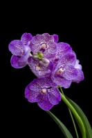 HM The Queen Queen's Platinum Jubilee Orchid V. Janet McDonald X 'Vanda' coerulae new hybrid cross against black background RHS Chelsea Flower Show 2022 
