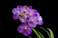 HM The Queen Queen's Platinum Jubilee Orchid V. Janet McDonald X 'Vanda' coerulae new hybrid cross against black background RHS Chelsea Flower Show 2022 