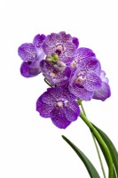 HM The Queen Queen's Platinum Jubilee Orchid V. Janet McDonald X 'Vanda' coerulae new hybrid cross against white background RHS Chelsea Flower Show 2022 
