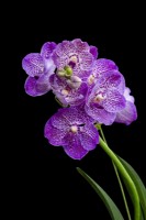 HM The Queen Queen's Platinum Jubilee Orchid V. Janet McDonald X 'Vanda' coerulae new hybrid cross against black background RHS Chelsea Flower Show 2022 
