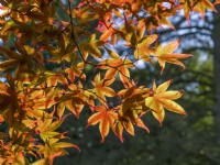 Acer palmatum f. atropurpureum