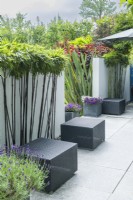 View of contemporary patio with mop headed Phyllostachys nigra - black bamboo -  pruned to limit height and reveal stems set against white walls. Outdoor wicker seating. June