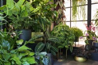 Philodendron melanochrysum and Maranta inside the Botanical Rhapsody Studio 