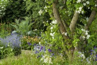 Morris and Co. Garden with white Rosa banksiae 'Alba Plena' climbing  up hawthorn tree surrounded by planting with perennials such as  Salvia nemorosa 'Crystal Blue'-  Morris and Co. Garden
