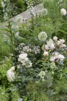 Green and white herbaceous planting  with Rosa 'Desdemona' and Allium - The Perennial Garden With Love
