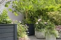 Containers planted with plants in elegant pastel shades of pink and grey with birch tree, Acer 'Butterfly', Rosa 'Olivia Austin', Heuchera, Pelargonium and ornamental grasses - Mandala, Meditation and Mindfulness Garden 