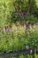 Digitalis with grasses and multistem tree around overgrown dry stone wall and wooden walkway - A rewilding Britain Landscape 