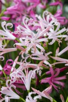 Nerine bowdenii 'Vesta' - Bowden lily