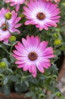 Osteospermum Sunny 'Hot Pink Halo' - African daisy