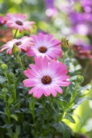 Osteospermum Sunny 'Hot Pink Halo' - African daisy