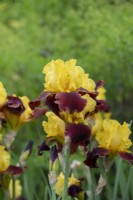 Tall Bearded iris 'Andalou'
