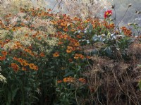 Flowers of Helenium 'Waltraut' and the seeded heads of the Bishop's flower, or Ammi majus in a border in Autumn.