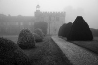 On a foggy autumn morning,Taxus baccata or Yew topiary cones line a gravel bridleway leading towards Forde Abbey. Digital monochrome photograph.