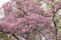Cornus florida 'Rubra' flowering dogwood