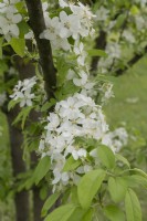 Malus toringo, Toringo apple blossom