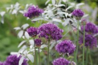 Allium 'Purple Sensation'
 