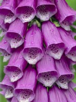 Foxglove Digitalis purpurea  Norfolk June