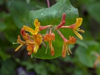 Lonicera 'Copper Beauty'- honeysuckle