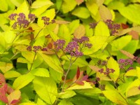 Spiraea 'Tracy'  foliage and leaf colours and buds