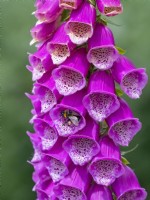 Digitalis - Foxglove with a pollinating bee June Norfolk