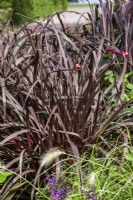 Pennisetum setaceum Rubrum, summer June
