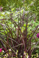 Pennisetum setaceum Vertigo, summer August