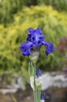 Iris 'Mer du Sud' - Bearded iris
