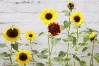 Helianthus annuus - Sunflowers