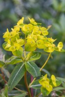 Euphorbia 'Excalibur' 'Froeup'PBR flowering in Summer - June