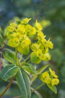 Euphorbia 'Excalibur' 'Froeup'PBR flowering in Summer - June
