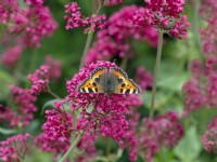 Aglais urticae  Small tortoiseshell butterfly on Red valerian  